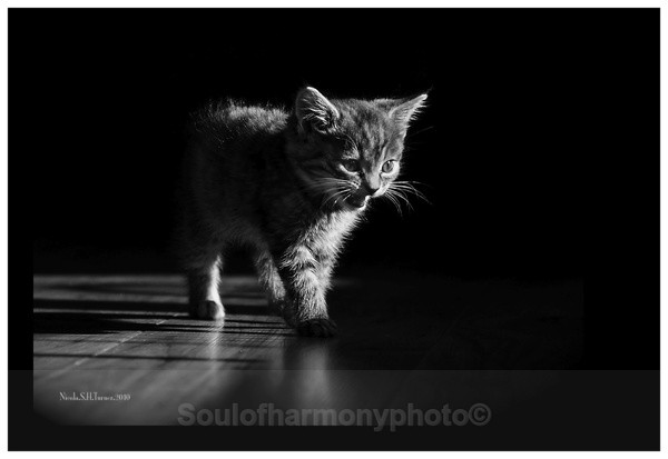 Kitten - Captured Wild life/Domestic/ livestock Animals