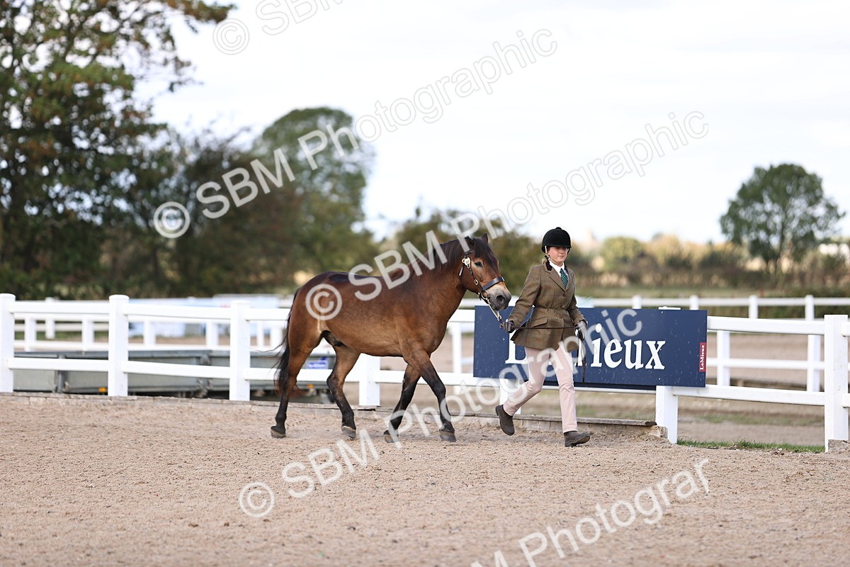 SBM_14363 - Class 412 - Handsomest Gelding (IH or Ridden)Adult