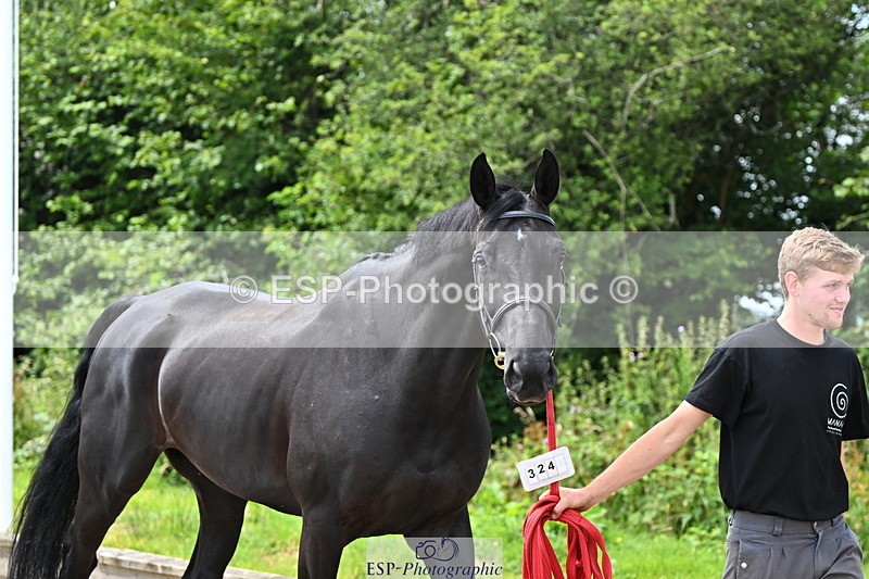 240718A-105246-01134 - Trot Up 12pm to 1pm
