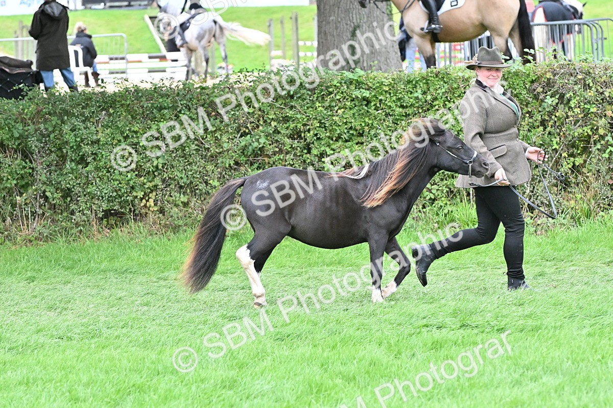 SBM_64939 - S50 - Show Pony & Show Hunter Pony In Hand