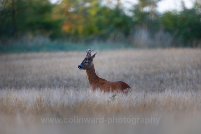 Roe Deer in Wheat Field - macro and nature.