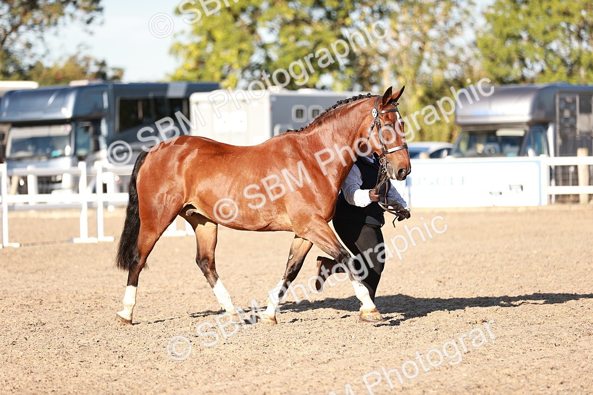 SBM_11179 - Class 401 - IH  Veteran horse