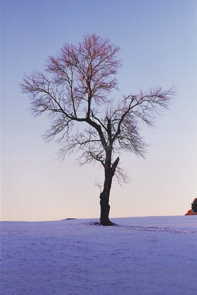 9993 - The Tree Project