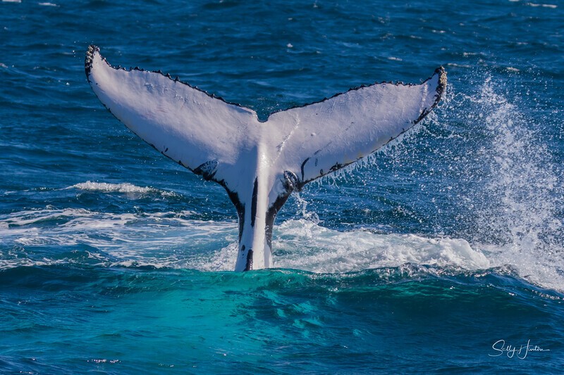 0A3A5635. Tail with a Tale - 2023 Whale Photos