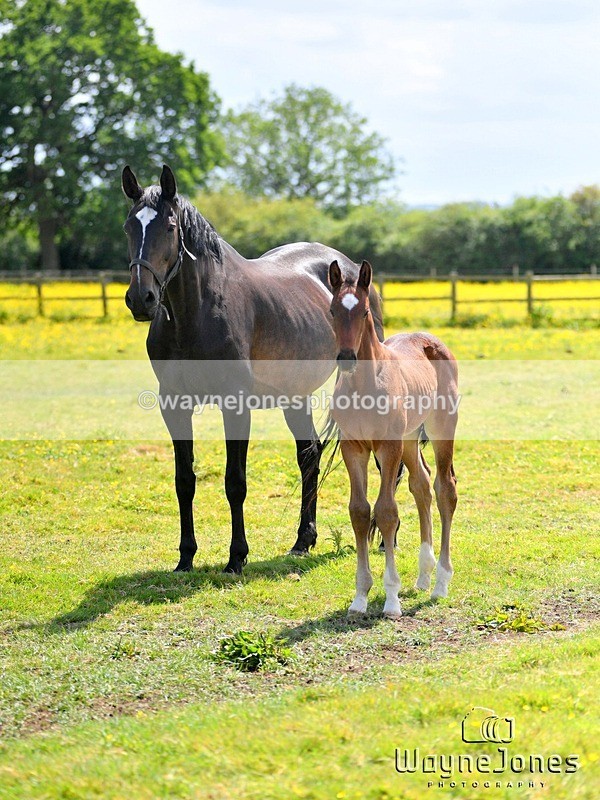 WJ5_4159 - Lyford Stud - Foals 01-06-25