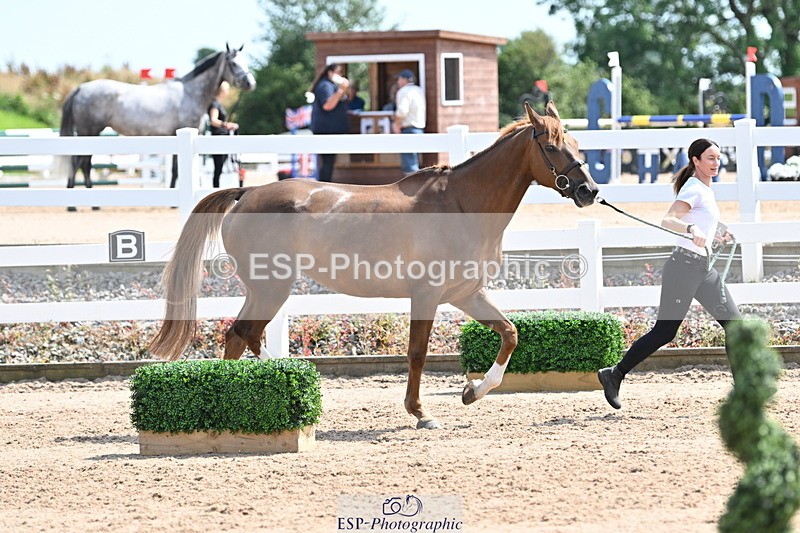 240717A-150733-02564 - Trot Up 3pm to 4pm