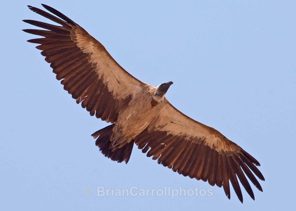 Vulture gliding on the thermals - African Safari Tour 09 Zambia, Botswana,Namibia & South Africa