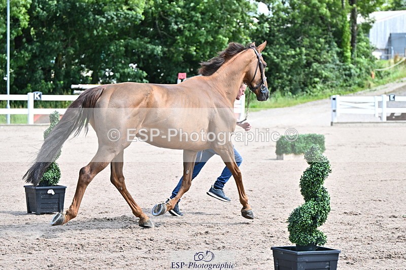 240718A-105238-00947 - Trot Up 11am to 12pm