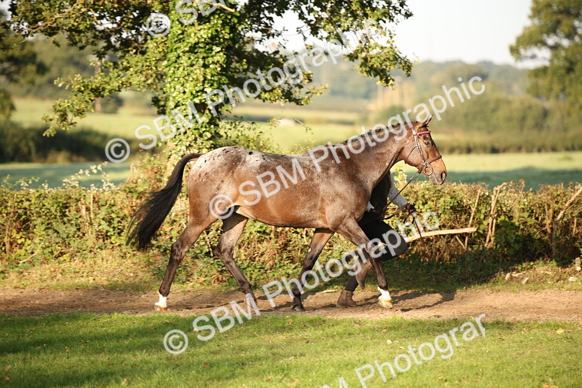 SBM_57542 - S50 - Foreign Breeds In Hand