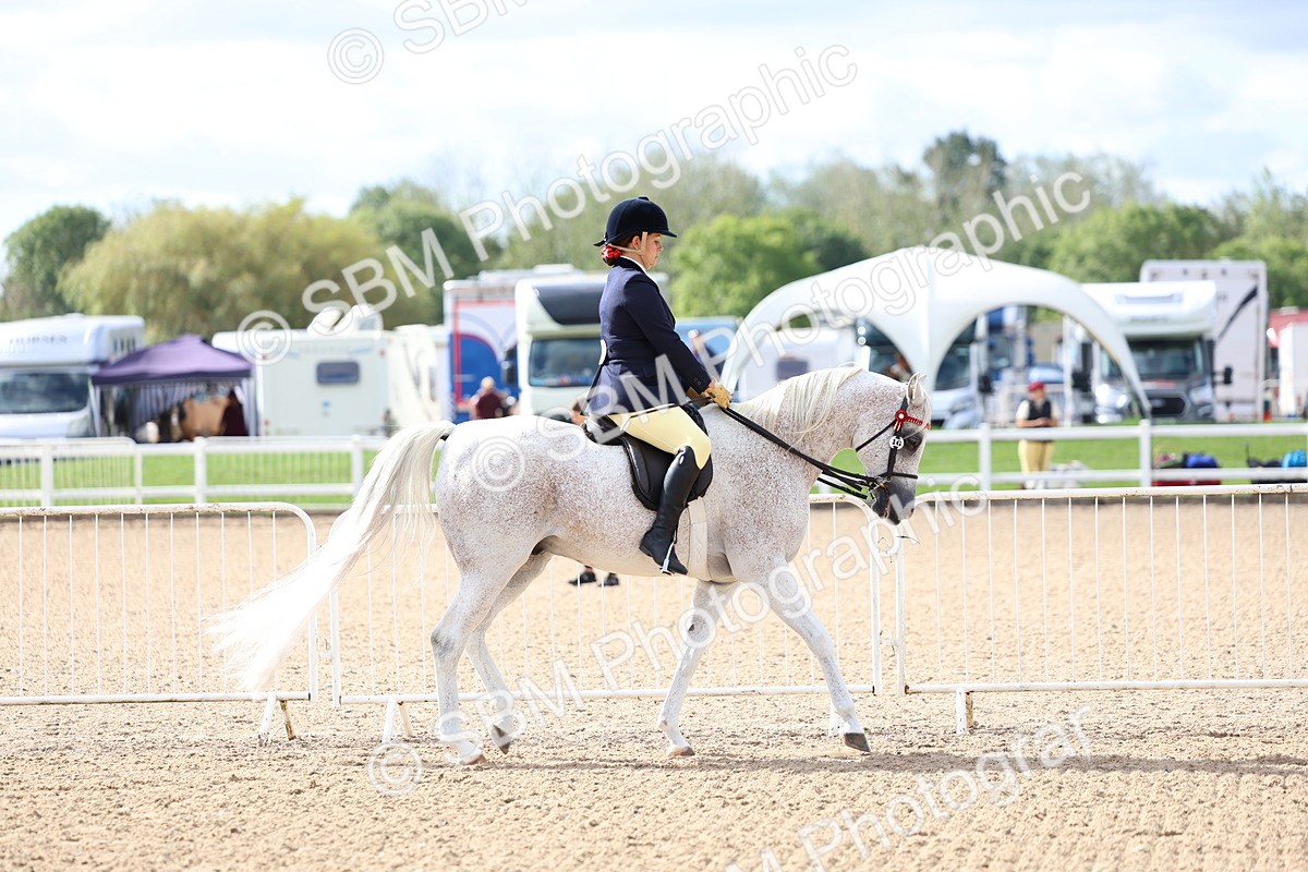 SBM_10750 - Class 305 - Ridden Foreign Breeds - Pure Bred