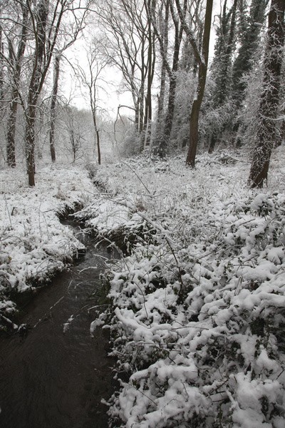 Winterwoods _S142 - Somerset landscape Photography