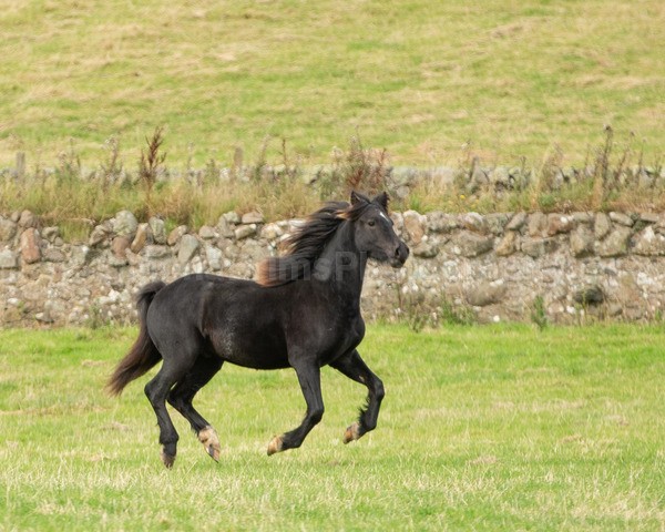 Dionne-281 - DGClydesdales