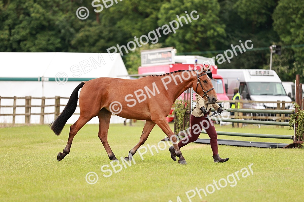 SBM_00785 - Class 26-30 Sport Horse In Hand