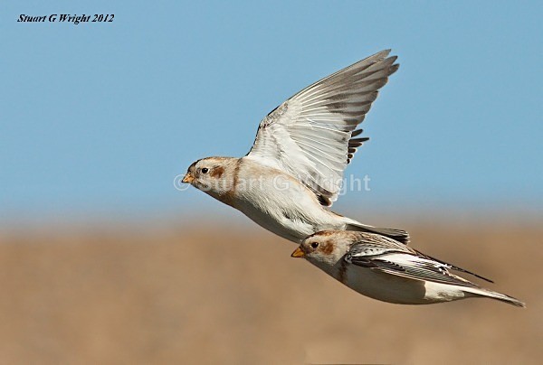340 - All other Birds
