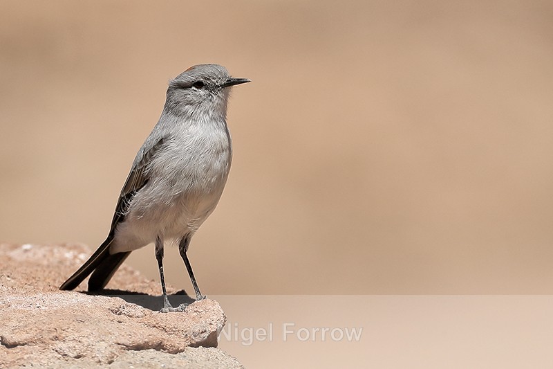 Rufous-naped Ground-Tyrant, Chile - Rufous-naped Ground-Tyrant