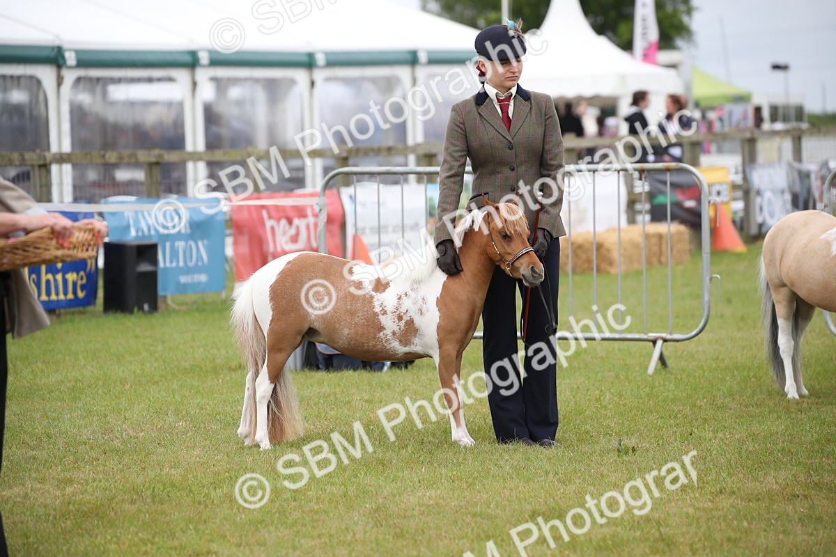 SBM_03987 - Class 23-25 - British Miniature Horse of the Year