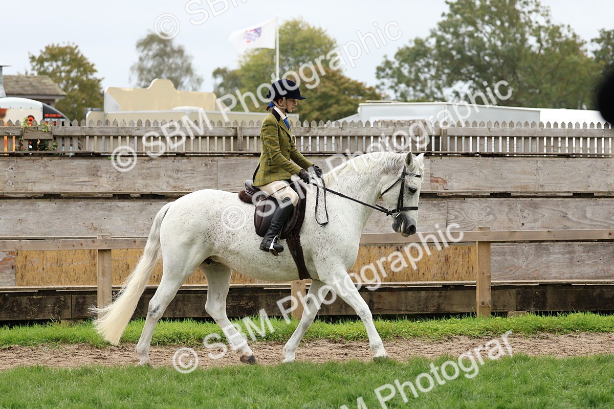SBM_69554 - S62 - Mountain & Moorland Ridden Large Breeds