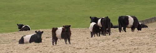 10 - Belted Galloway Cattle