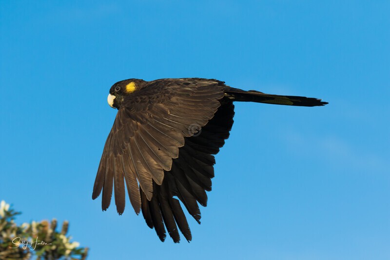 Yellow-tailed Black-cockatoo Female Flying 2 0A3A9222 - Black Cockatoos