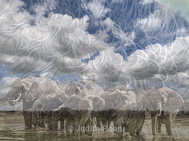 Curlys mane and elephants - Photo Montages