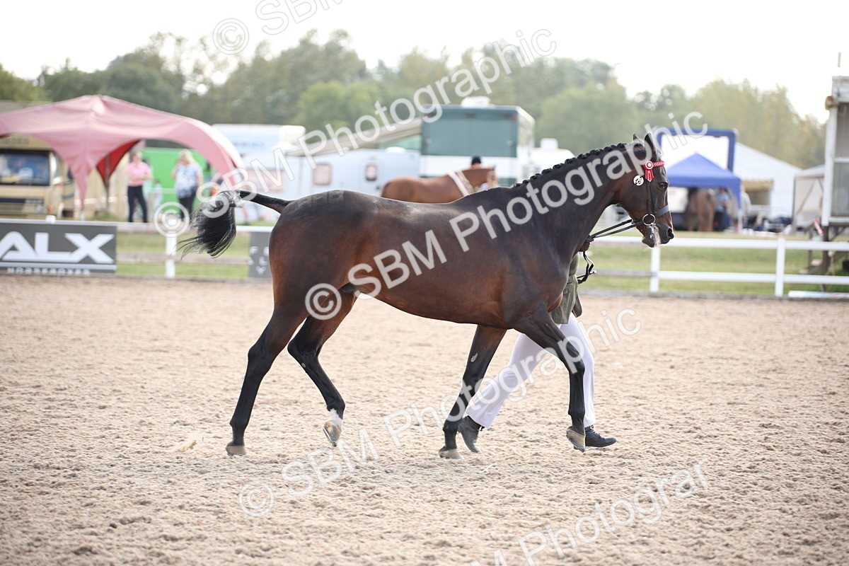SBM_07113 - Class 25 IH Foreign Breeds- Pure bred