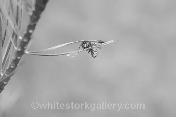  - Slow Photography
