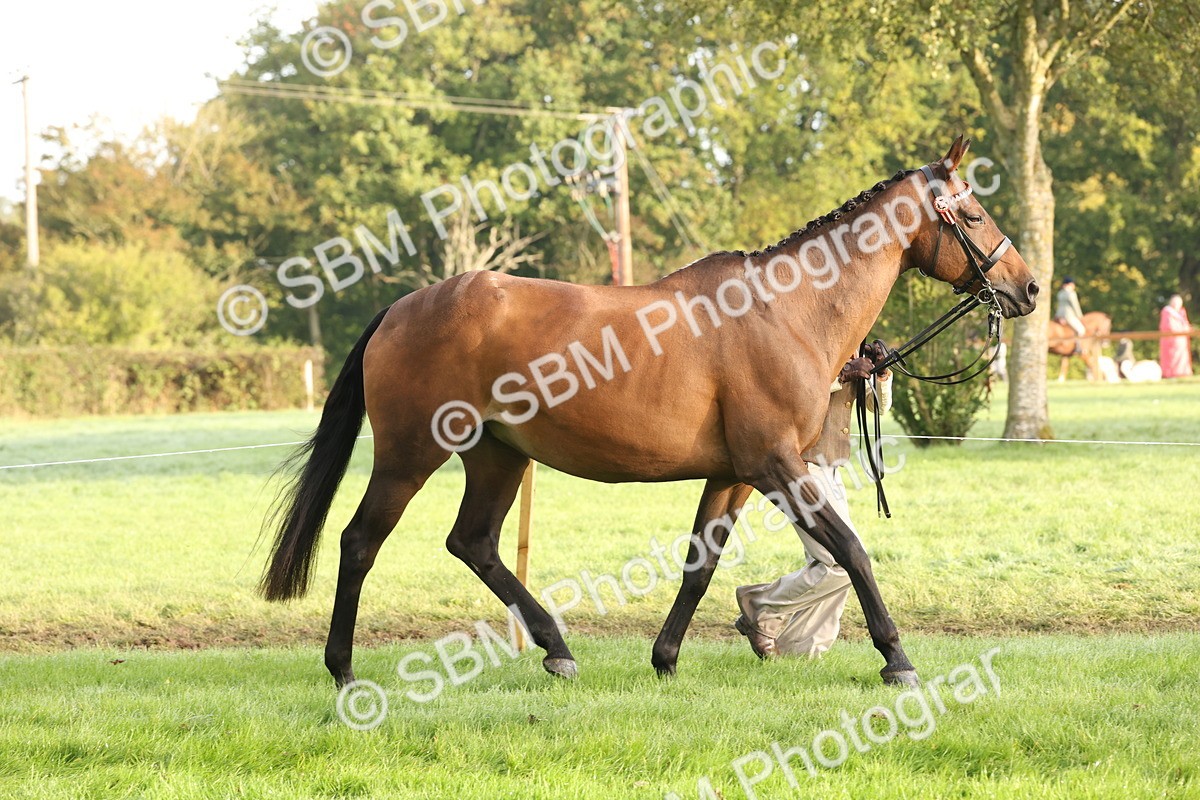 SBM_54934 - S52 - Riding Horse & Hack & thoroughbred In Hand