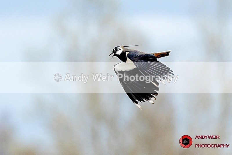 190322-untitled-1L4A0344 - Lapwing