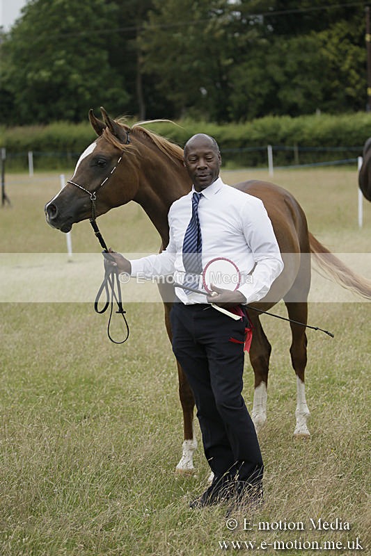 B230619-0855 - Bourne Valley Riding Club Summer Show 23/06/19