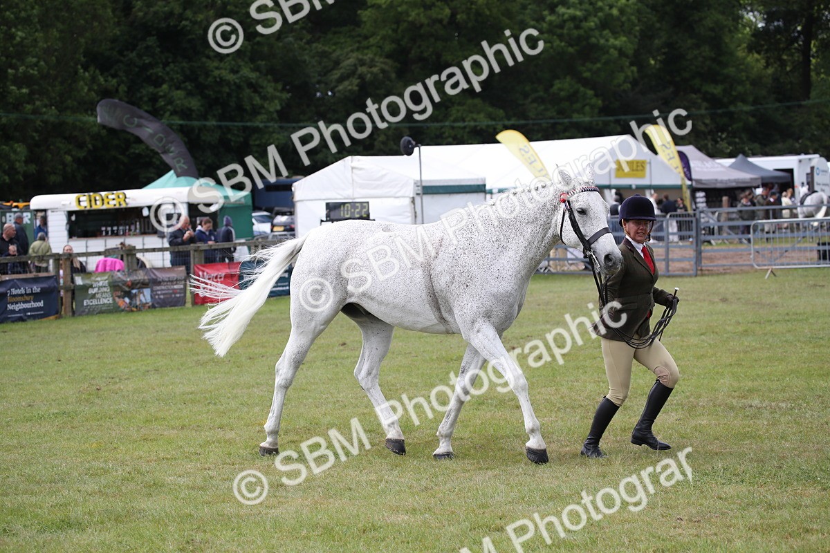 SBM_13256 - Class 95-96 - LIHS BSHA Rising Star Hack Riding Horse