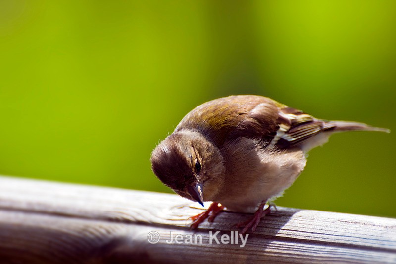 Chaffinch - 9330 - Birds