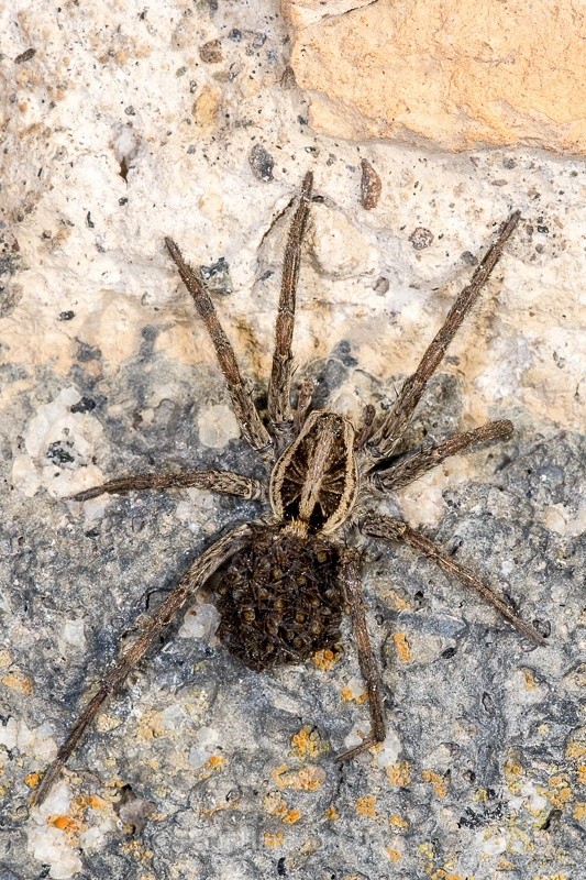  - Bugs: Spiders