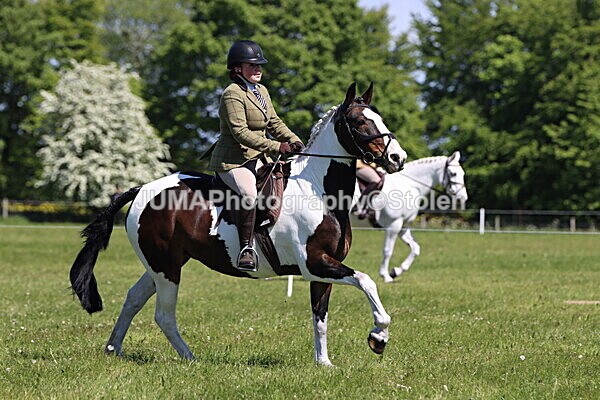 IMG_4079 - Working Hunter