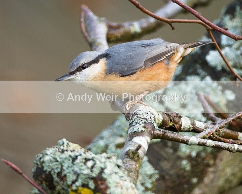 20111121-_MG_8037 - Nuthatch & Treecreepers