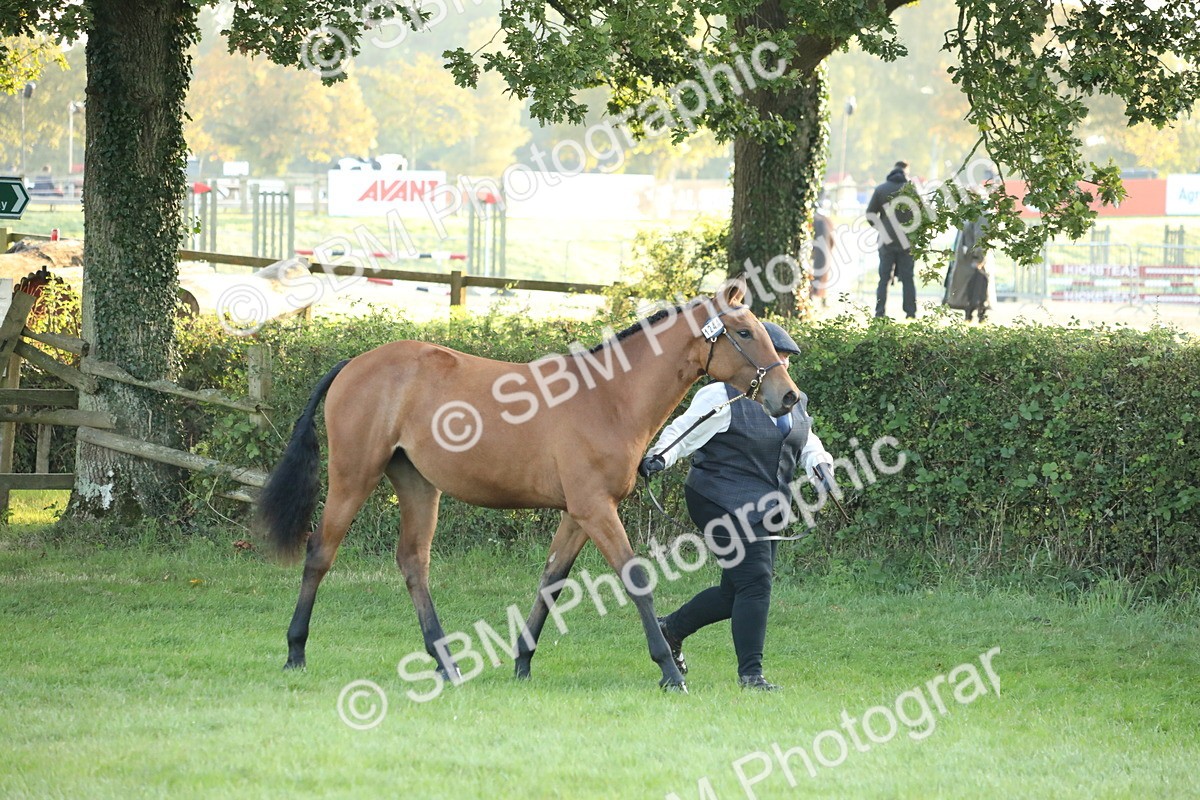 SBM_57777 - S42 - Youngstock