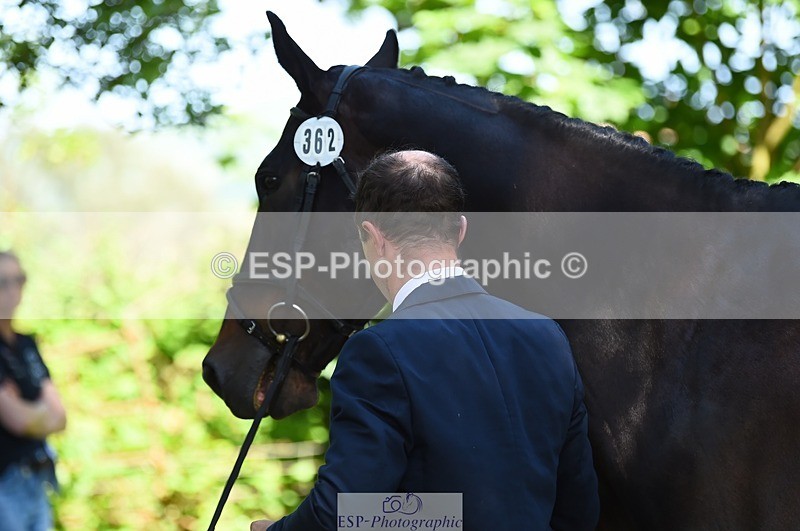 230524-153632-00390 - 362-SPIRIT'S_GEMINI-Harry_Dzenis-WEDTrotUp+DR