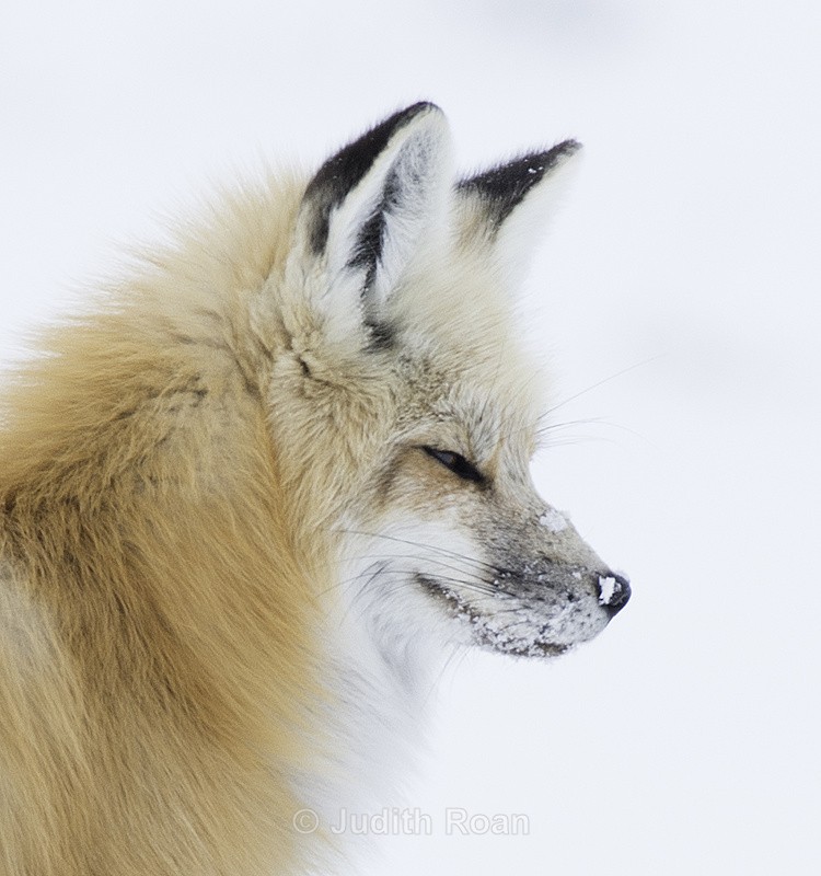 Red Fox Portrait - Yellowstone