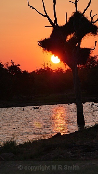 Birds' Nests At Sunset, Kruger Park, Sth Africa - LANDSCAPES & TREES