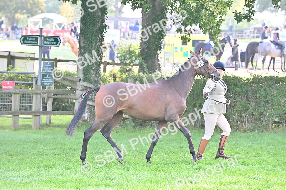 SBM_55333 - S44 - Youngstock In Hand