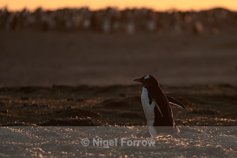 Gentoo heads off at sunset, Sea Lion Island, Falklands - Gentoo Penguin