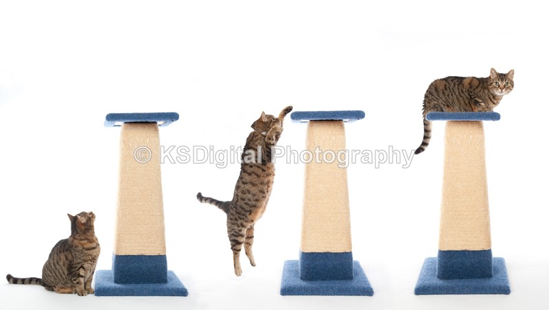 Spencer and the special scratching post - Moggies