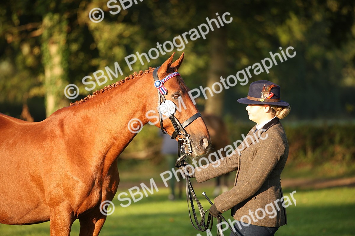 SBM_56880 - S49 - Riding Horse & Hack & Thoroughbred In Hand