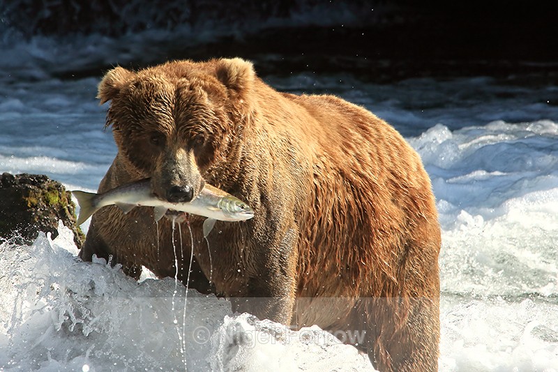 Brown Bear holding salmon in mouth, Brooks Falls, Katmai NP, Alaska - Brown Bear
