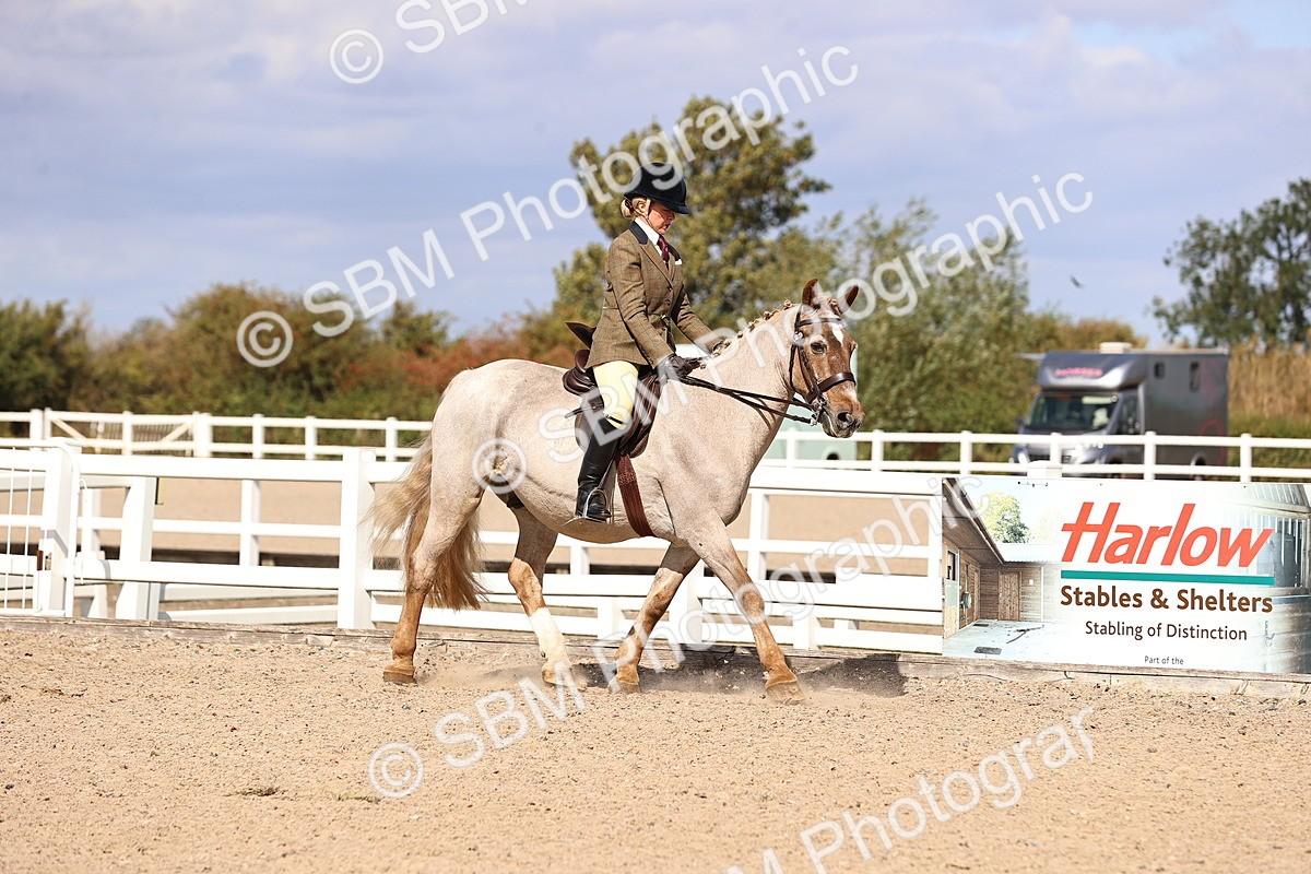 SBM_14352 - Class 412 - Handsomest Gelding (IH or Ridden)Adult