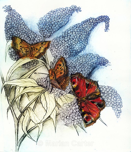 Butterfly Bush - Drypoints, Etchings & Screenprints