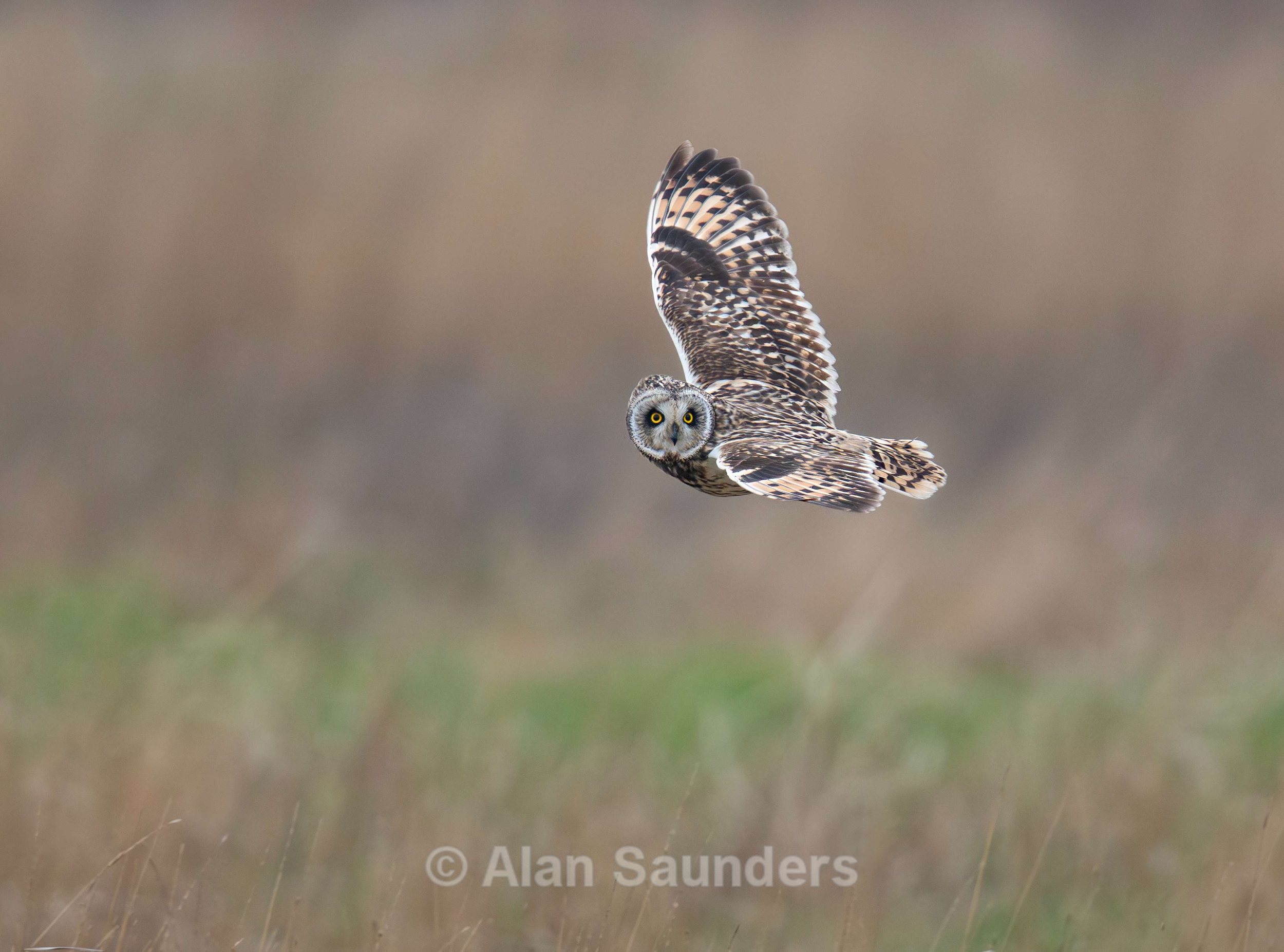 Short Eared Owl
