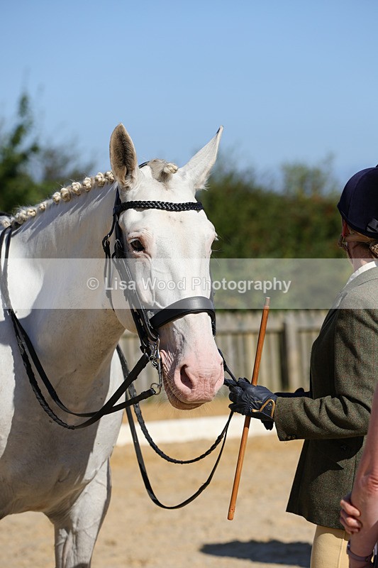 1X9A7807 - Class 9: Open Ridden Hunter