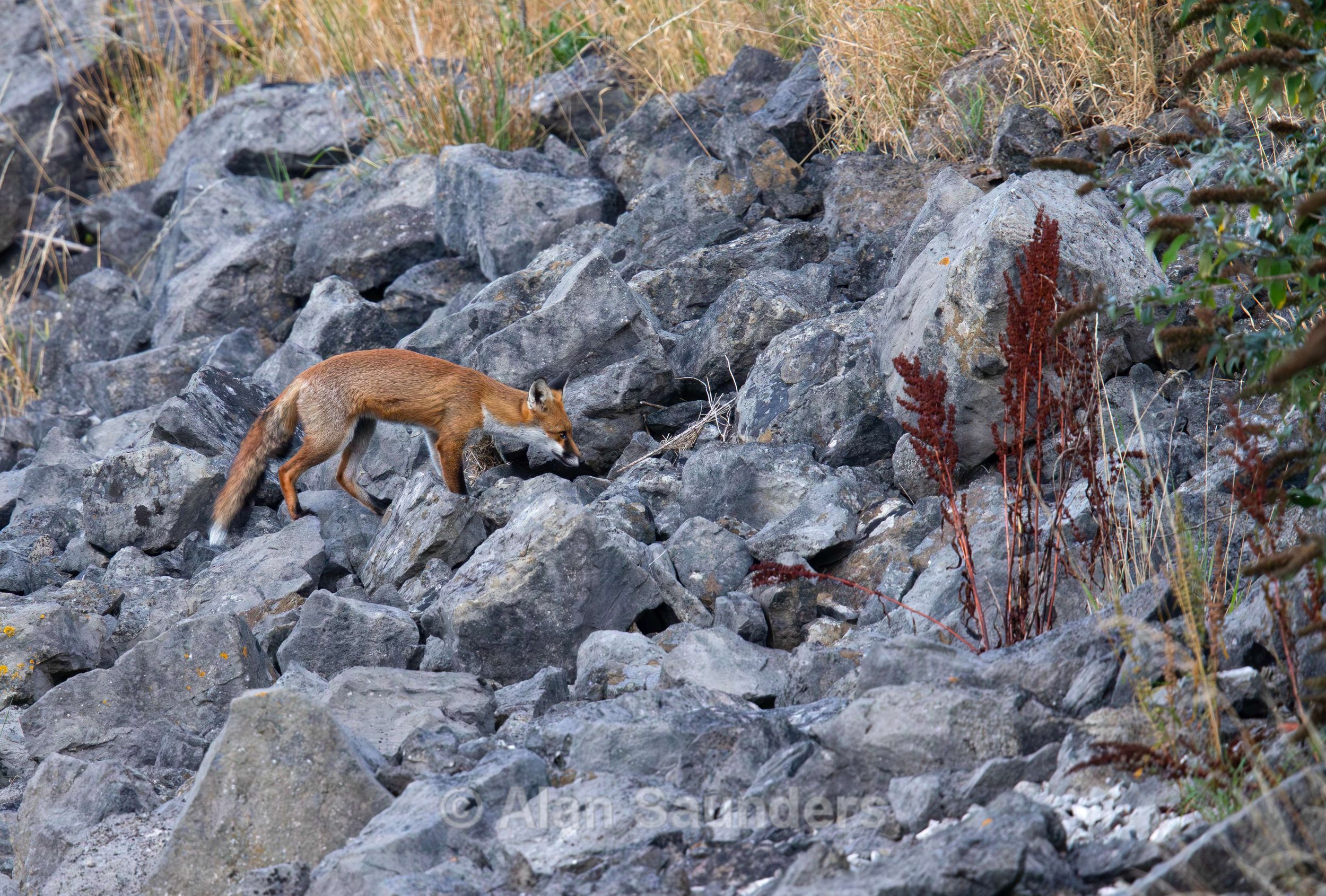 Red Fox 10