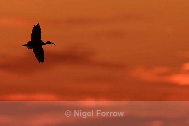 White Ibis silhouette in flight, Viera Wetlands, Florida - White Ibis