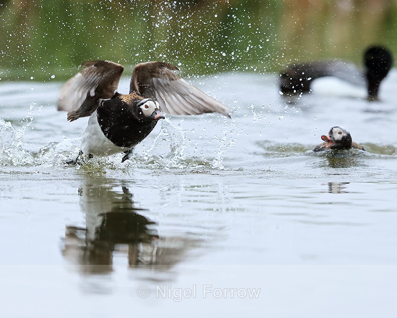 Squabbling Male Long-tailed Ducks, Iceland - Long-tailed Duck